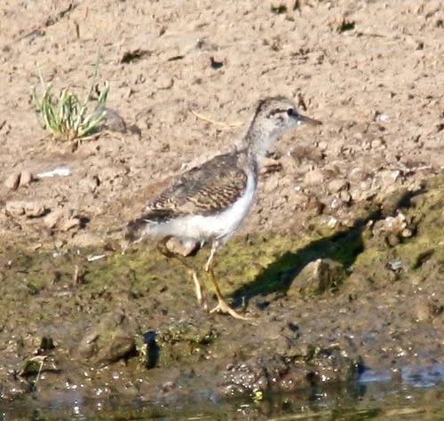 Yellowlegs Chick by born1945 is licensed under CC BY 2.0